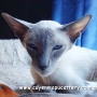 gatitos siameses con pedigrí - gatos siamés