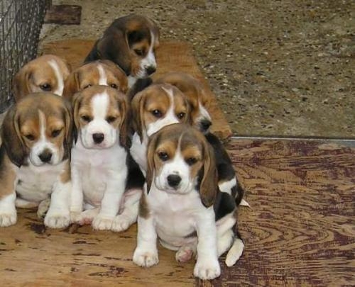 Hermosos Cachorritos De Beagle Reserva Ya Tu Bebe De Beagle En Buenos Aires Animales Mascotas