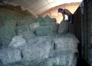 Fardos de alfalfa de primera-santiago del estero