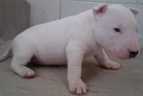 Bull Terrier Cachorros Blancos Y Pirata En Buenos Aires Animales Mascotas