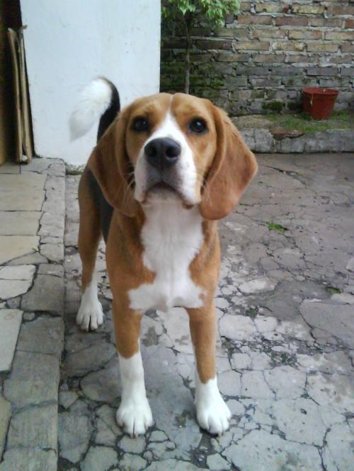 Servicio de perro beagle macho