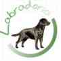 Cachorros Labrador Retriever - Criadero Labradoria