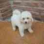 Cachorros de Caniche toy super blancos FCA en venta