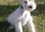 Schnauzer miniaturas blancos segunda mano  Argentina 