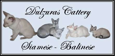 Gatos siameses y balineses - c/pedigree