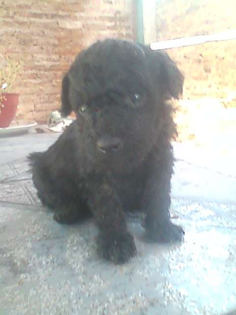 Vendo Hermoso Caniche Toy Negro Con 45 Dias En Buenos Aires Animales Mascotas