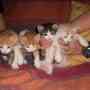Hermosos gatitos bebes en adopcion responsable