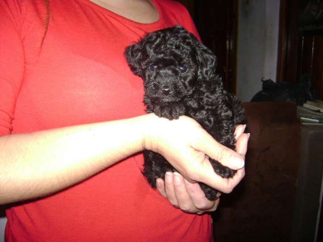 Caniche Micro Toy Negro Para La Venta En Cordoba En Cordoba Animales Mascotas