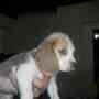 Cachorros beagle Kalter Hound Kennel ( atencion hay tricolor blue)