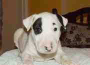 Maravilloso bull terrier cachorros nick y clara segunda mano  Argentina 