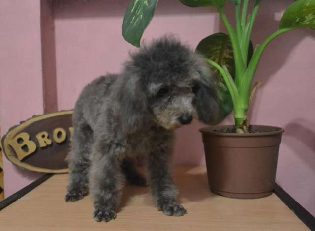 Caniche Toy Gris Macho Fca En Venta En Buenos Aires Animales Mascotas