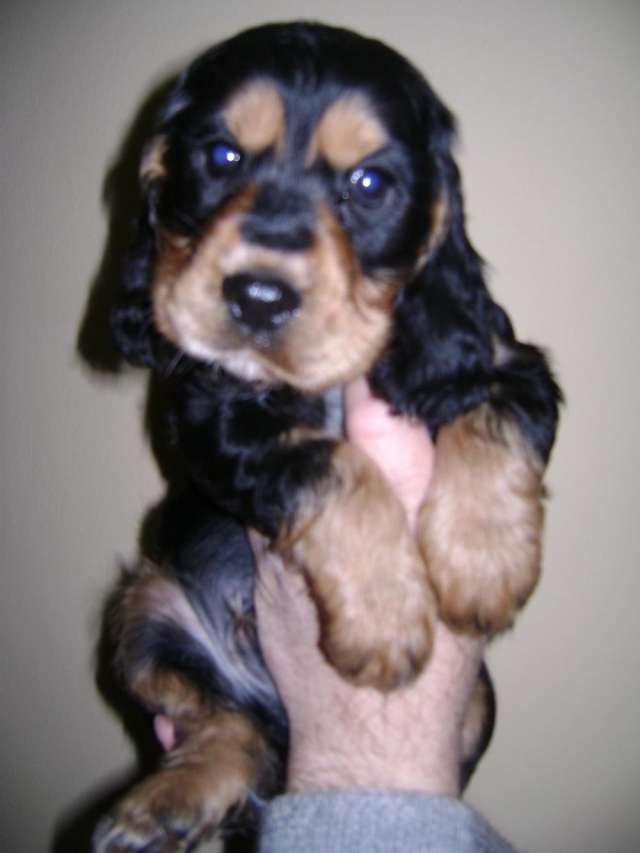 Venta De Cachorros Cocker Spaniel Ingles En Buenos Aires Animales Mascotas