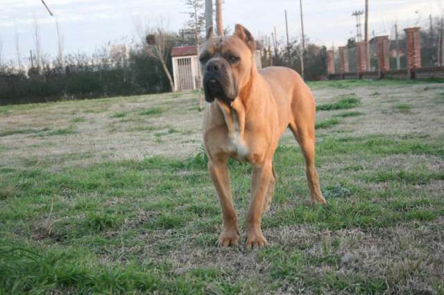 Cachorros Cane Corso Papa Importado De Italia En Santa Fe Animales Mascotas 744877