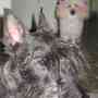 PELUQUERIA Y ESTETICA CANINA, ZONA ALTE BROWN