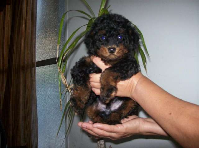 Caniche Toy Negro Y Rojo Black And Tan Phantom En Almirante Brown Animales Mascotas