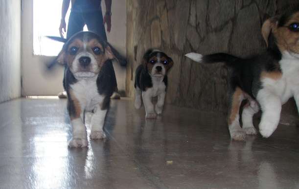 Vendo cachorros beagle tri-color puros ( manto negro )
