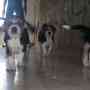 Vendo Cachorros Beagle Tri-Color Puros ( MANTO NEGRO )