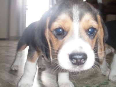 Vendo cachorros beagle tricolor manto negro