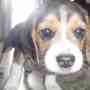 Vendo cachorros beagle tricolor manto negro