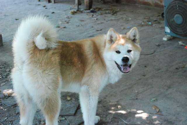 Fotos De Akita Sensei Criadero Akita Inu Apones En Belen De