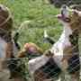 vendo cachorros beagles tricolores desparasitados y vacunados