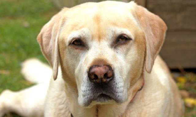 Las mejores marcas de alimento balanceado para mascotas: eukanuba, pedigree y royal canin las destacadas