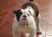Las razas de perros más caras del mundo: Pastor Alemán, Bulldog inglés y Chow Chow, entre otras.