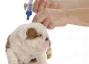 Plan de vacunación para perros: Moquillo, parvovirus y antirrábica, las más importantes