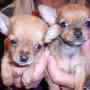 Chihuahua macho y hembra disponibles