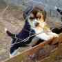 Hermosos cachorros beagle tricolores!