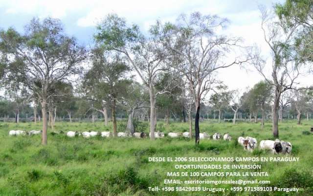 Paraguay. venta de campos seleccionados