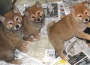 Shiba inu cachorros. segunda mano  Argentina 