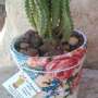Cactus para souvenirs y decoración