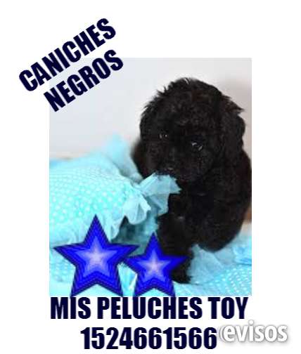 Caniches toy zona norte
