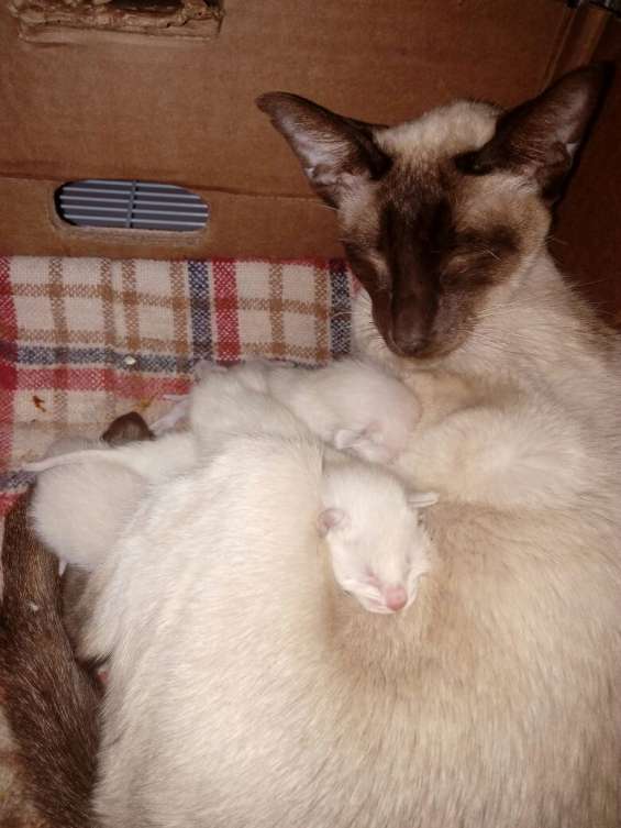 Gatitos Siameses En Argentina Evisos