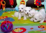 Hermosos cachorros malteses segunda mano  Argentina 